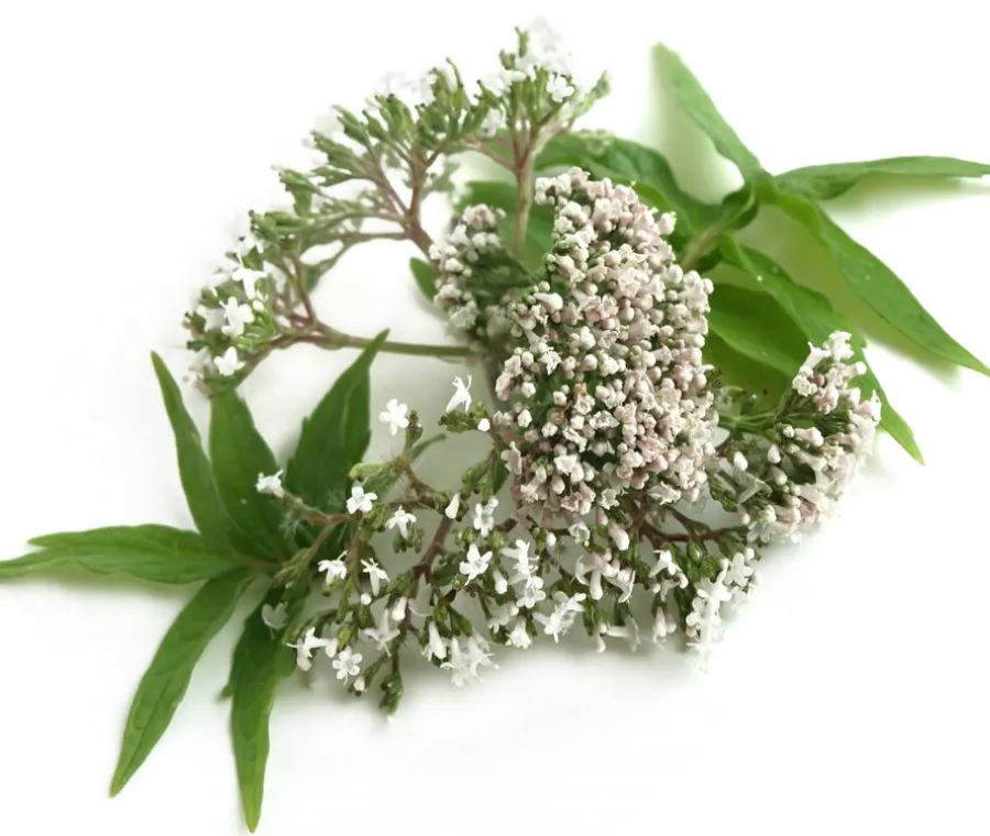 valeriana